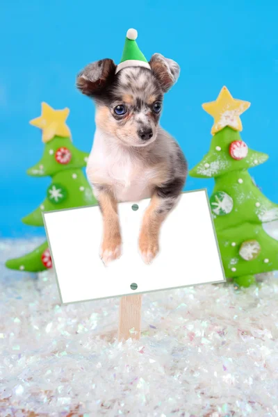 Chien sur le signe de Noël — Photo