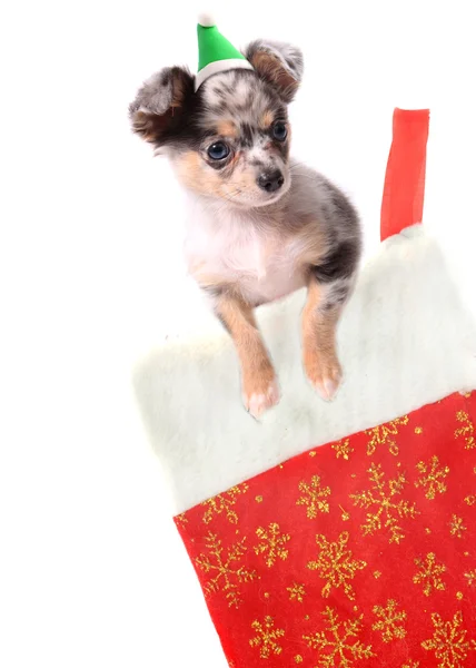 Chihuahua em meia de Natal — Fotografia de Stock