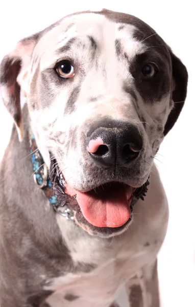 Merle Dogue alemão — Fotografia de Stock