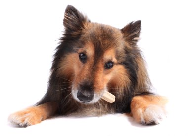 Dog eating treat or bone clipart