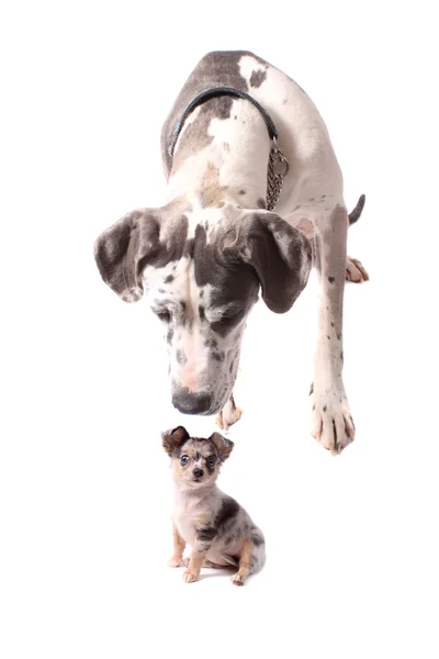 Gran Danés y Chihuahua — Foto de Stock