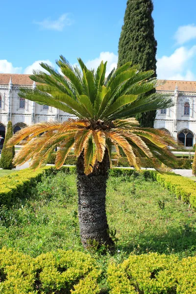 Kısa palmiye ağacı — Stok fotoğraf