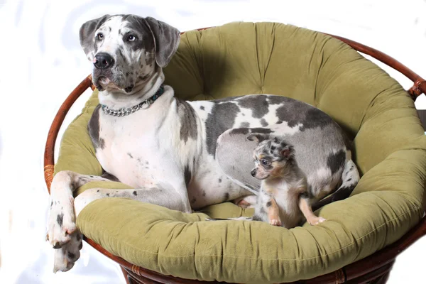 Zwei Hunde auf Stuhl — Stockfoto