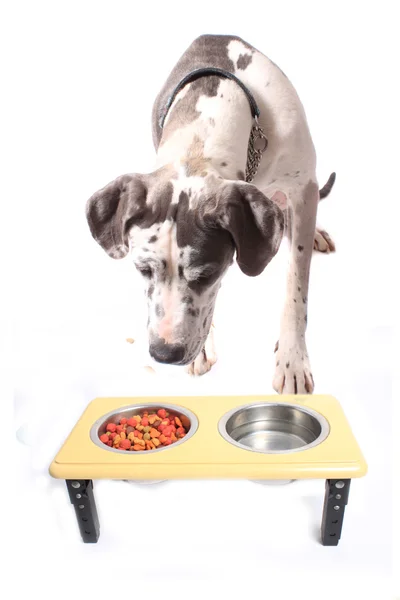 Great Dane e tigela de comida — Fotografia de Stock