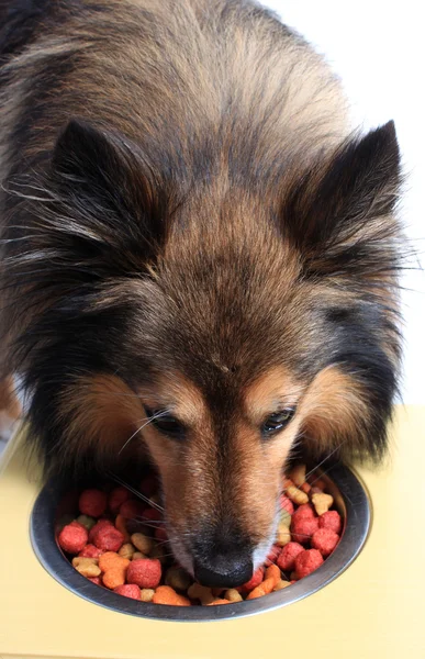 Chien avec bol à nourriture — Photo