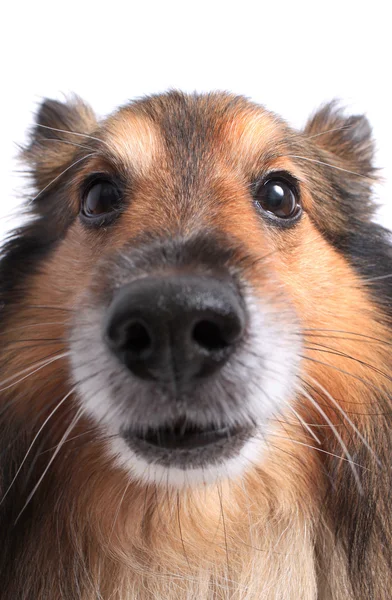 Köpeğin yüzüne yakın çekim — Stok fotoğraf