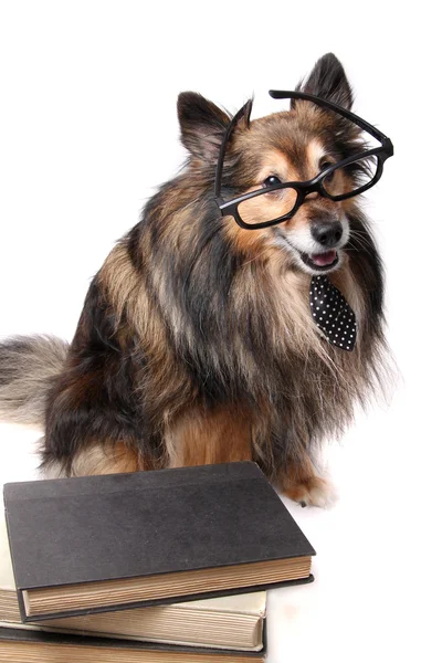 Studious Sheltie perro —  Fotos de Stock