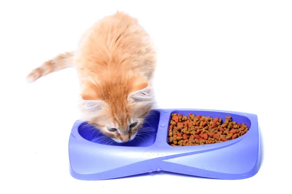Orange kattunge äta — Stockfoto