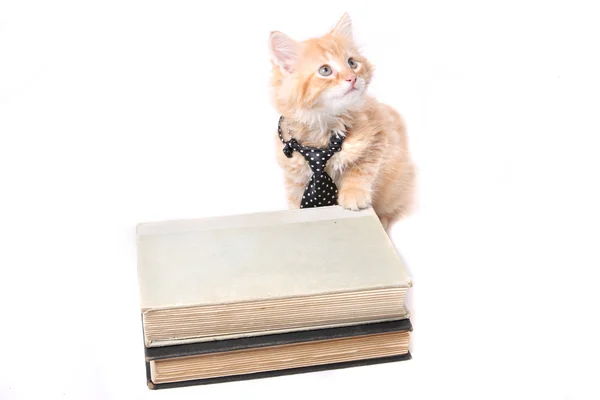 Studious orange kitten — Stock Photo, Image