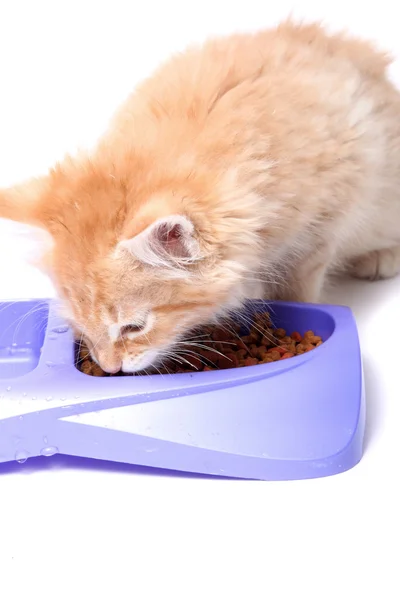 Gatinho laranja comendo — Fotografia de Stock