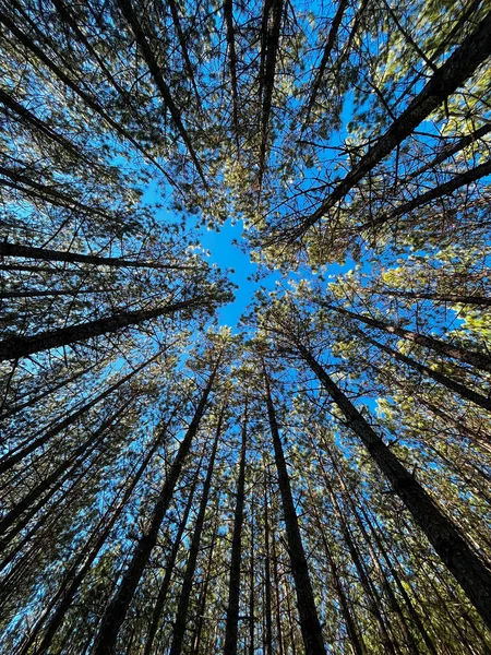 Symmetry Trees Forest New Brunswick Canada Logging — 图库照片