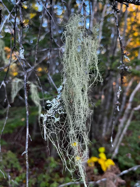 New Brunswick Kanada Bir Ormanda Ağaçtan Sarkan Yaşlı Adam Sakalı Stok Fotoğraf