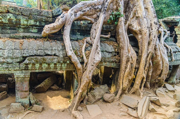 Giant tree on the roof of the tample. Cambodia. Ankor wat — Stock Photo, Image