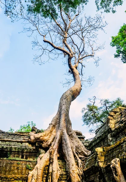 寺庙园林环境的屋顶上的巨树。柬埔寨。ankor wat — 图库照片
