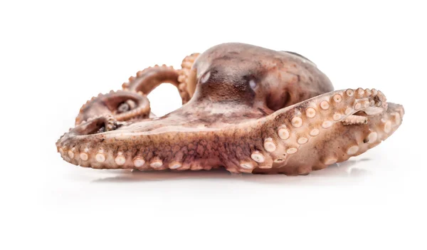 Kleiner Oktopus isoliert auf weißem Hintergrund lizenzfreie Stockfotos