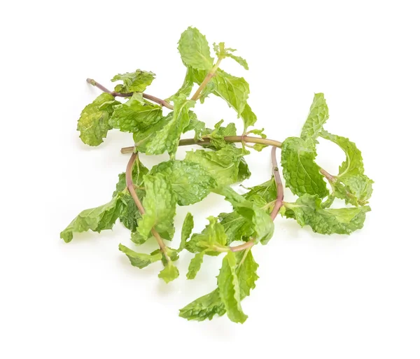 Three fresh mint leaves isolated on white background. Studio mac — Stock Photo, Image