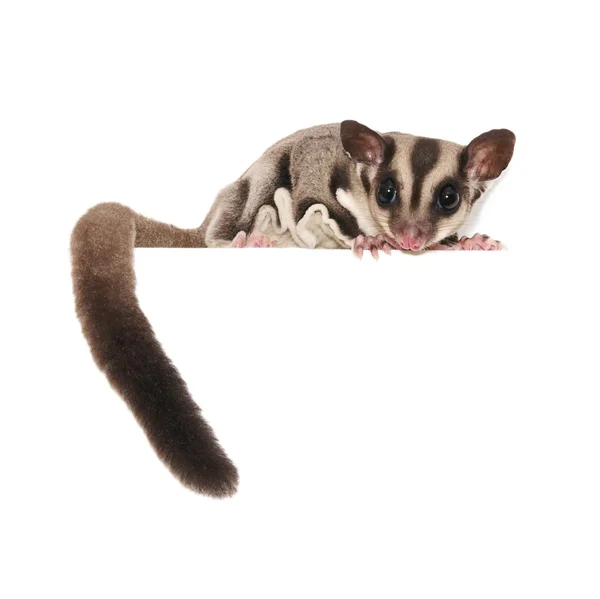 Sugar Glider Stock Picture