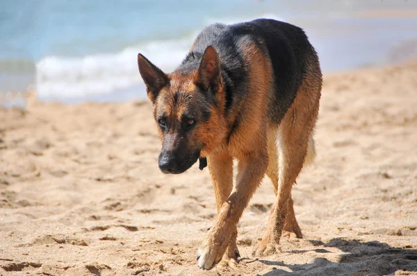 Perro alanya —  Fotos de Stock