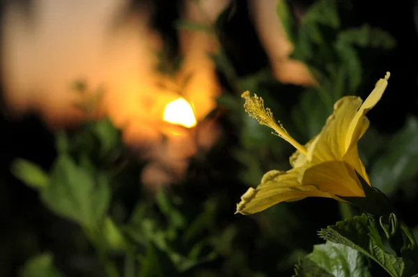 Naturaleza de flores — Foto de Stock