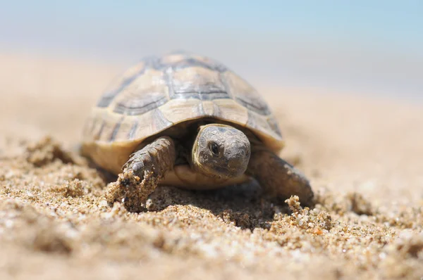 Turkije alanya strand — Stockfoto