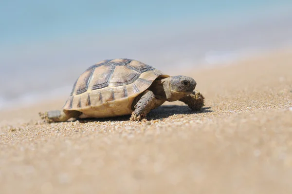 Turkiet alanya beach Stockfoto