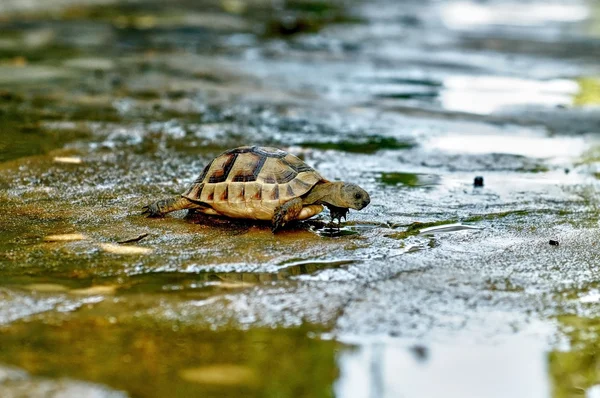 Turchia alanya spiaggia — Foto Stock