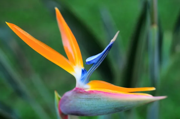 Çiçek doğa — Stok fotoğraf