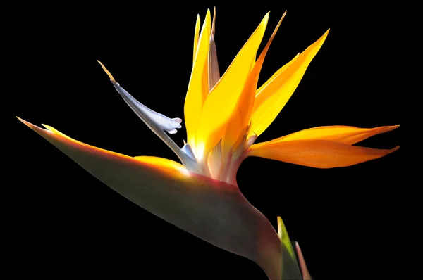 Strelezia, paradisfågeln blomma — Stockfoto