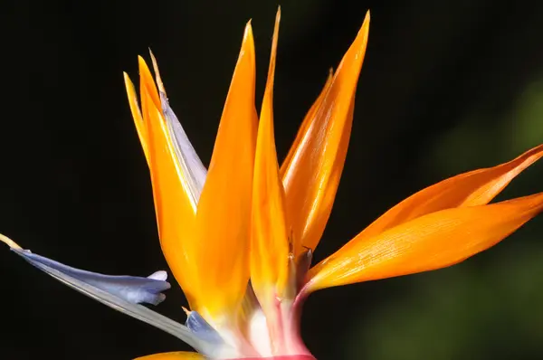 Strelezia, cennet kuşu çiçeği — Stok fotoğraf