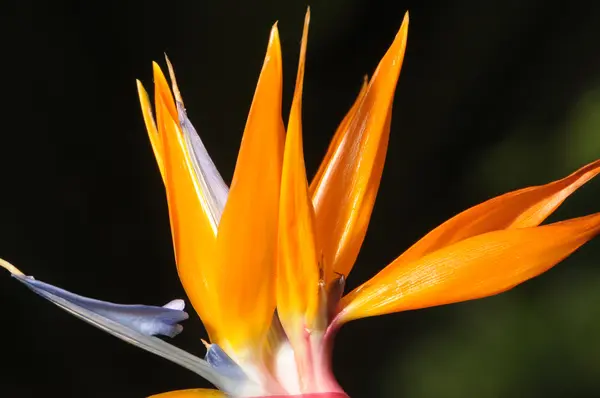 極楽鳥花 strelezia — ストック写真