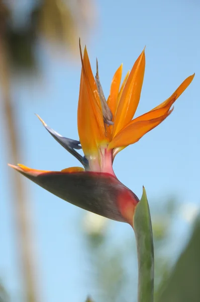 Strelezia, Oiseau de paradis fleur — Photo