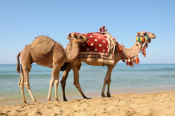 Dieren, strand Turkije — Stockfoto