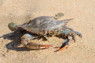 yengeçler, Türkiye, plaj