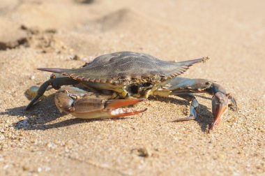 yengeçler, Türkiye, plaj