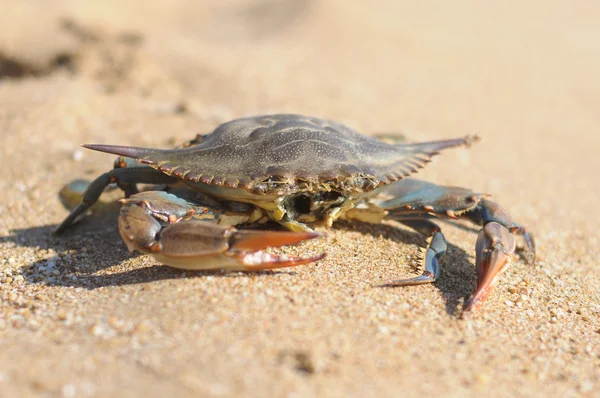 Krabbor, Turkiet, beach Stockbild