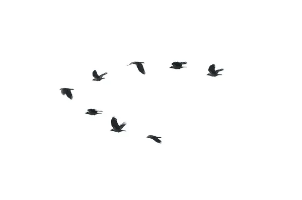 乌鸦，车悲伤 — 图库照片