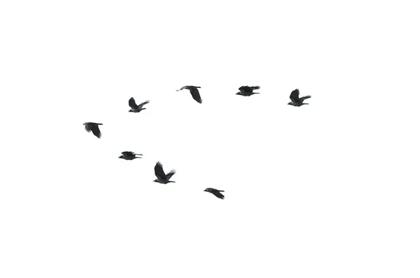 Raven, Kalesi, üzüntü