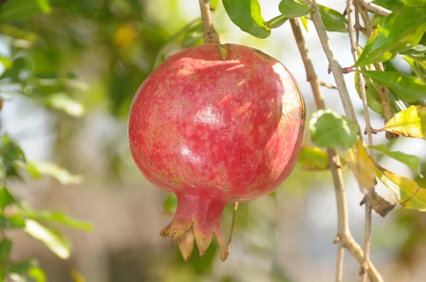 Punica — Foto de Stock