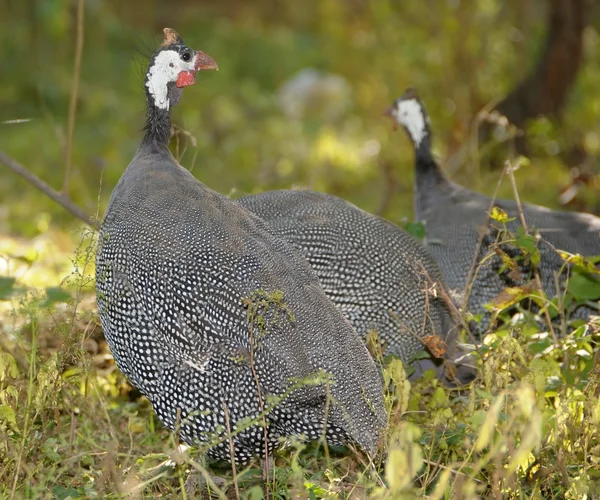 Gine Baykuşu — Stok fotoğraf