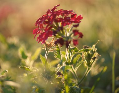 sonbahar Dahlia çiçeği