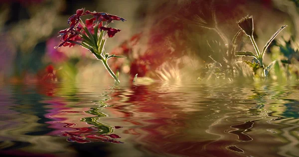 Jesień kwiat Dalia — Zdjęcie stockowe