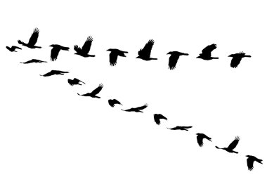 Kalesi, corvus frugilegus