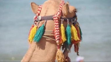 plaj, doğa, hayvan s