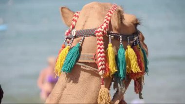 plaj, doğa, hayvan s