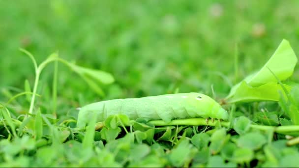 Papilio, oruga verde sobre blanco — Vídeos de Stock