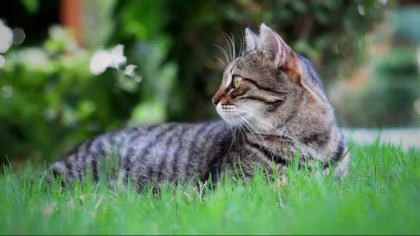Animaux de compagnie 