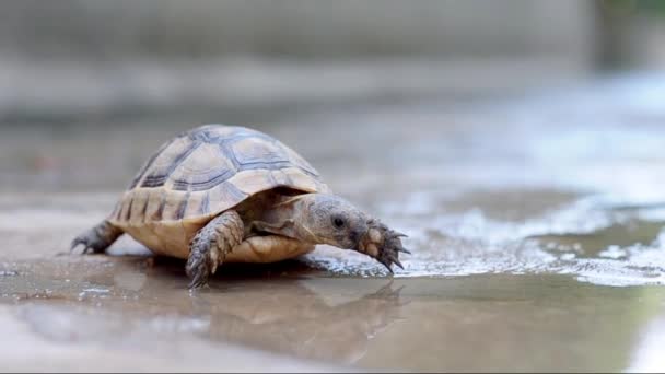 Schildkröte, Tiere — Stockvideo