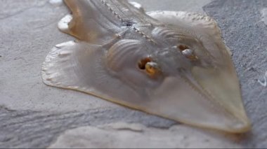 Dev gitarbalığı (Rhynchobatus