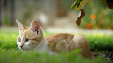 Cats.Animals
