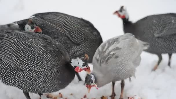 Guinea fowl — Stock Video